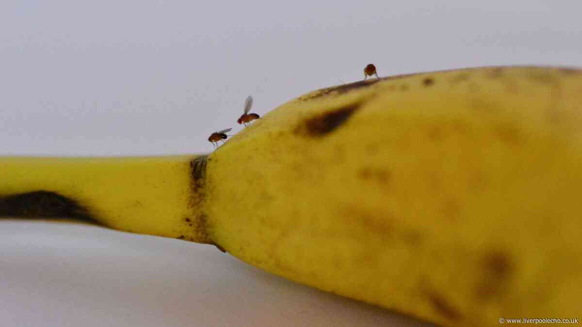 Keep fruit flies out of homes in autumn by avoiding one common mistake