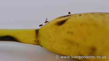 Keep fruit flies out of homes in autumn by avoiding one common mistake
