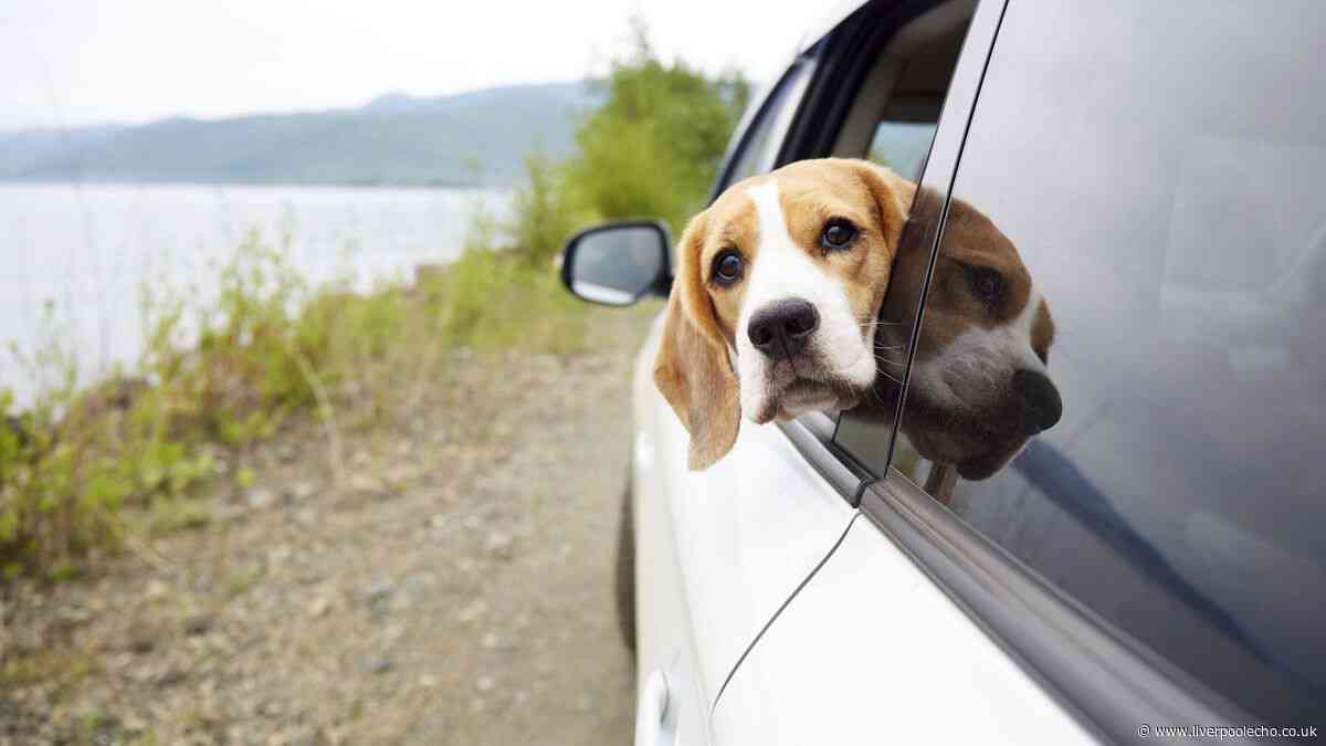 AA warns dog owners they face £5,000 fines if they fail to do key thing