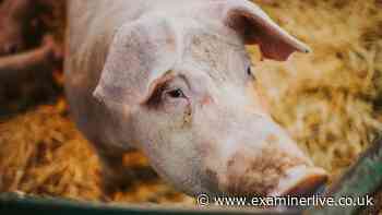 Farmer killed by pigs as family horrifyingly finds remains in enclosure