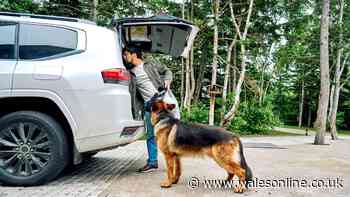 Dog owners warned they could face £5,000 fine over one issue in their car