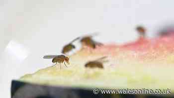 Fruit flies will stay out of homes all autumn if you check on thing now