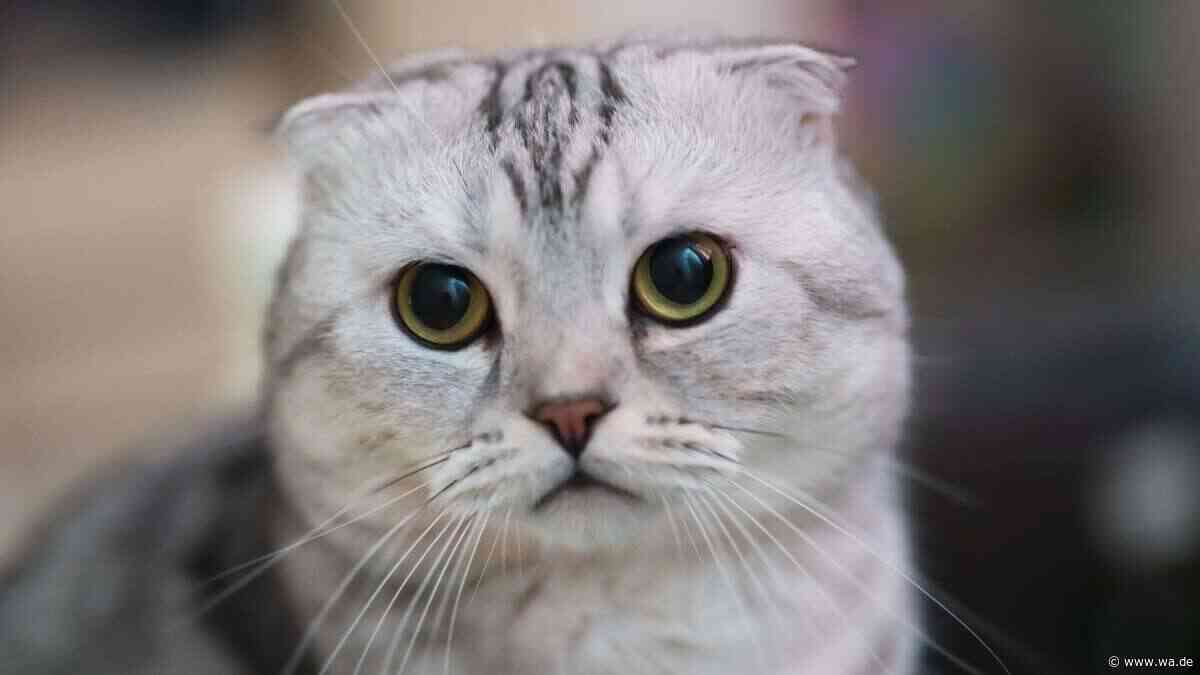 Tierschützer schlagen Alarm: Immer mehr Scottish-Fold-Katzen landen im Tierheim