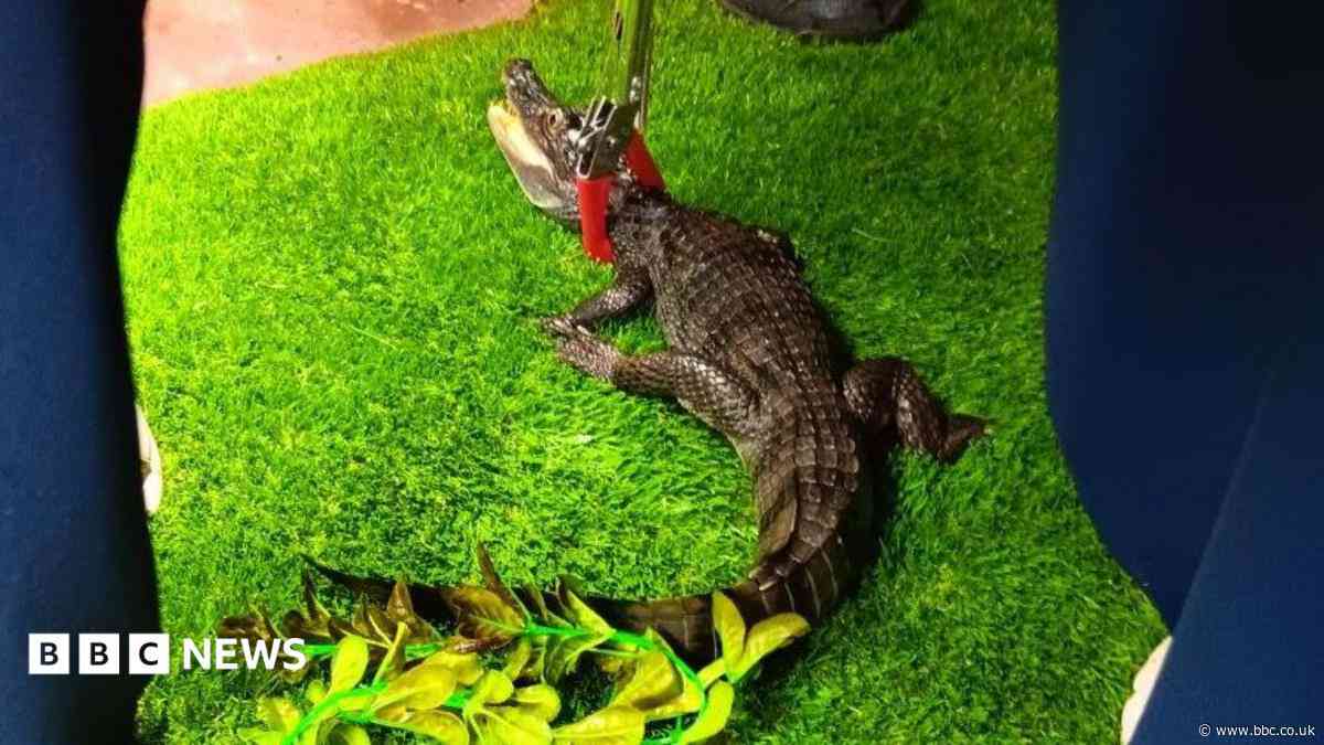 'Dangerous' spectacled caiman found in suburban semi