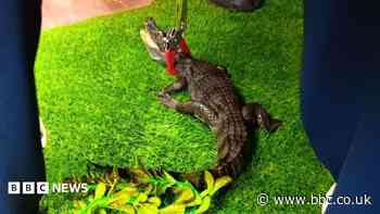 'Dangerous' spectacled caiman found in suburban semi