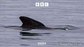 Two dead whales found in Thames Estuary