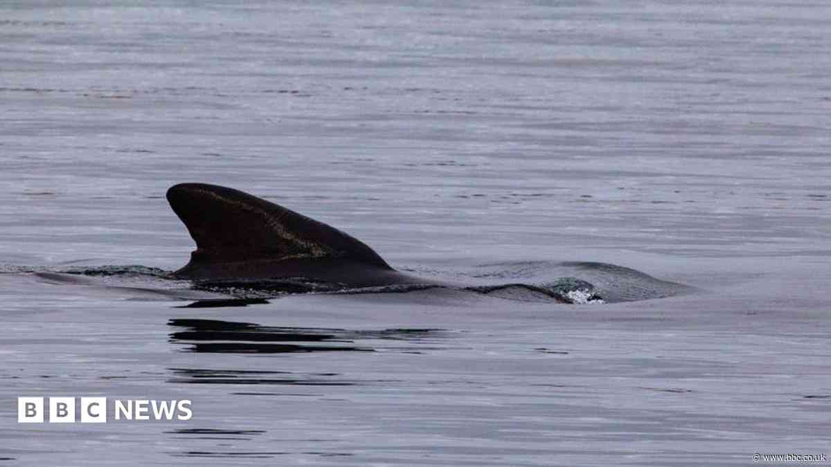Whales found dead after pod spotted in Thames