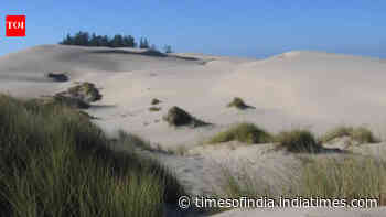 Oregon introduced beachgrass to hold shifting sand in place; it later changed the entire dune system
