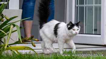 Poll names top UK areas ‘cheating cats’ roam for extra food and cuddles