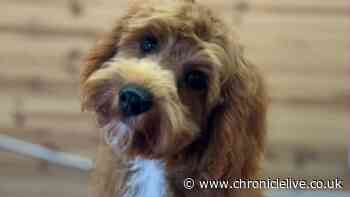 Woman 'devastated' as six-month-old puppy killed in park dog attack