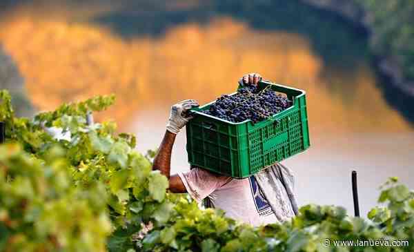 Vitivinicultura: la doble encrucijada entre la contracción global y la pérdida de competitividad