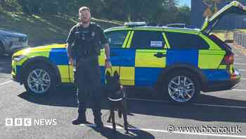 Why police force has put body cameras on dogs