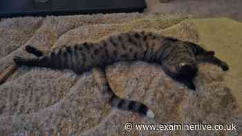Horror as missing cat's dismembered tail posted through owner's letterbox