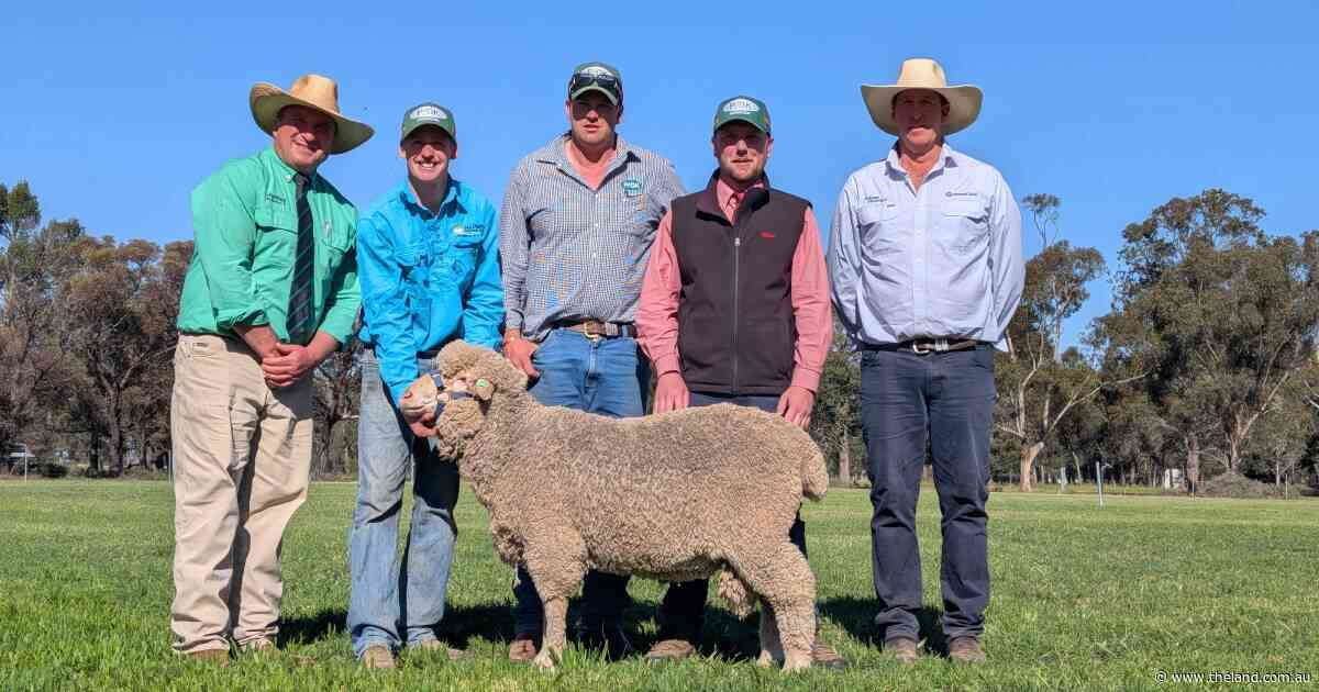 First-time commercial buyer claims top-priced ram at Pooginook Poll Merino
