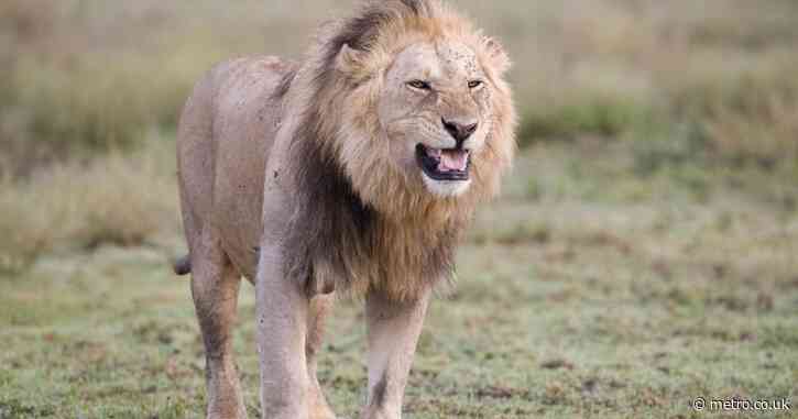 10 lions dead in ‘poisoning’ at wildlife park