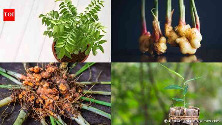 6 kitchen spices you can easily grow in pots at home: simple tips for a fresh and flavourful kitchen garden