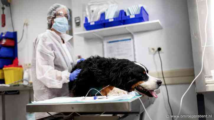 Dierenkliniek slachtoffer van inbraak: 'Alles overhoop voor 'n beetje geld'