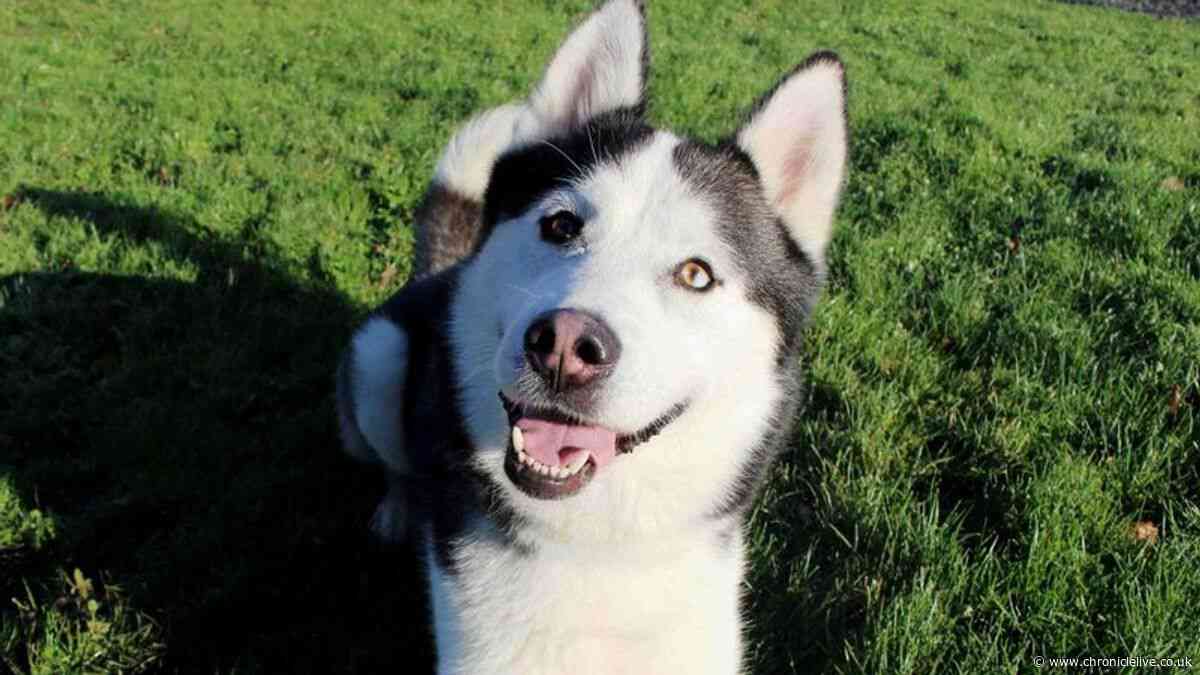 Darlington Dogs Trust celebrate Husky Loki finding a home after nearly 5 years
