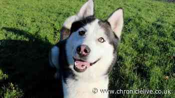 Darlington Dogs Trust celebrate Husky Loki finding a home after nearly 5 years