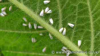 The white flies swarming across Yorkshire gardens being mistaken for ash