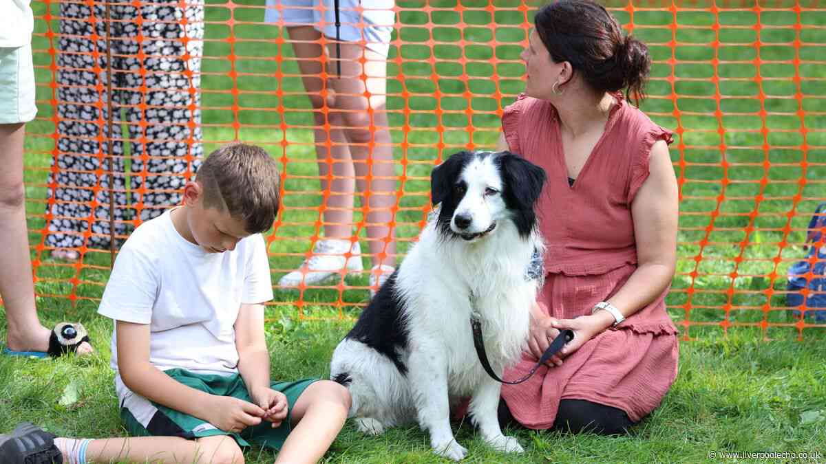 Pet fatality warning as insect season reaches height for 'aggressive' species