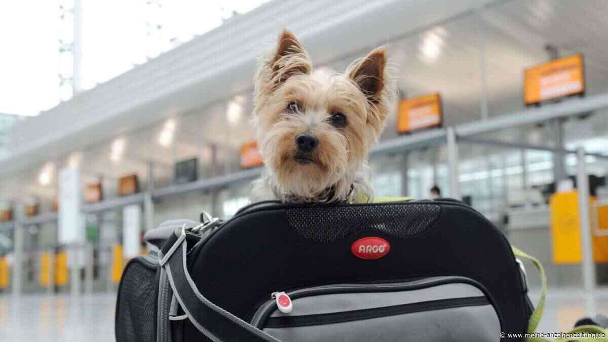 Hund und Katze an Bord: Bei diesen Airlines zahlen Sie am wenigsten für Ihr Haustier