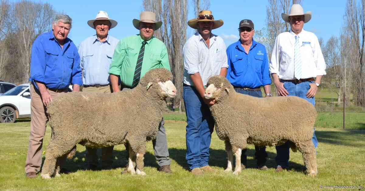 Five states compete as Gullendah clears increased offering of Merino, Dohnes