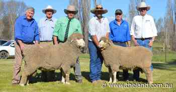 Five states compete as Gullendah clears increased offering of Merino, Dohnes