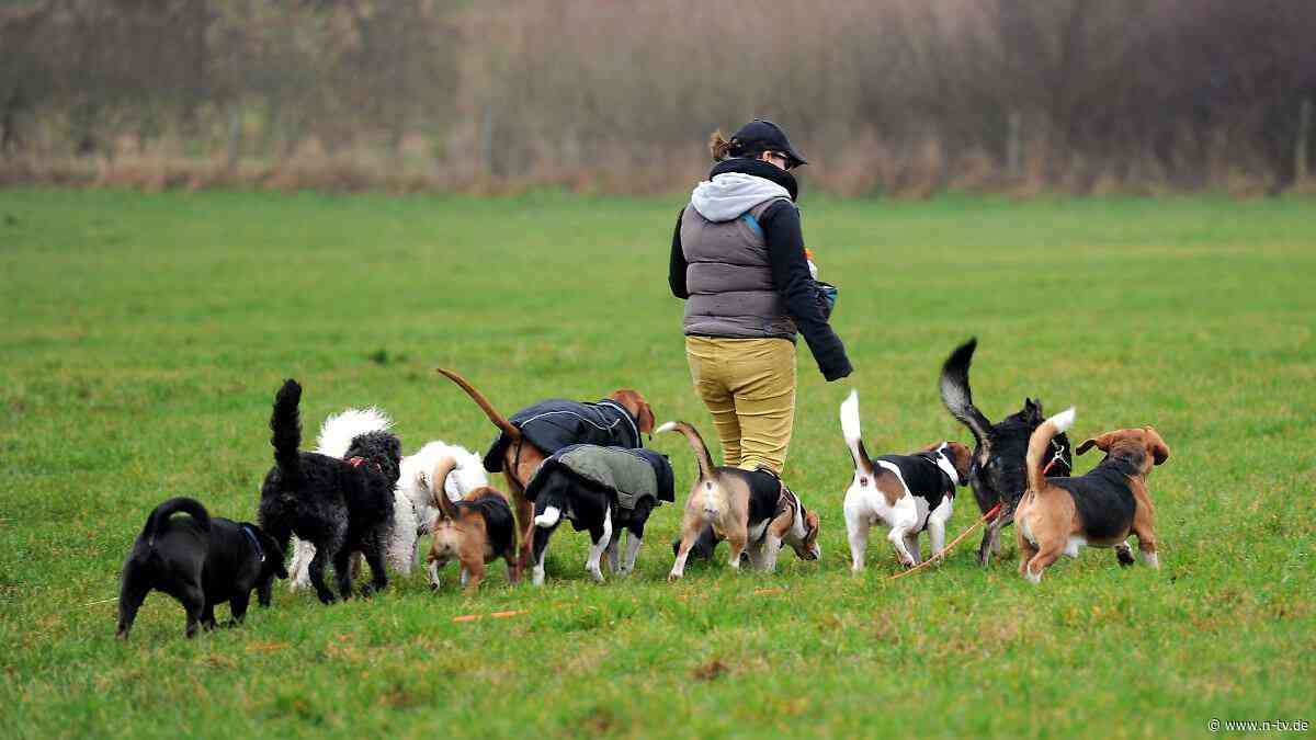 Futter, Tierarzt und Co: Wann Kosten für Hund und Katze steuerlich absetzbar sind