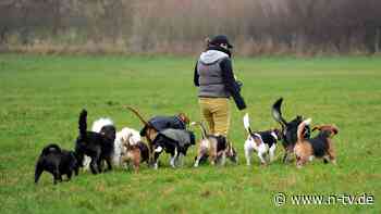 Futter, Tierarzt und Co: Wann Kosten für Hund und Katze steuerlich absetzbar sind