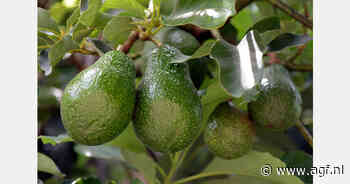 Israël verwacht recordoogst avocado's