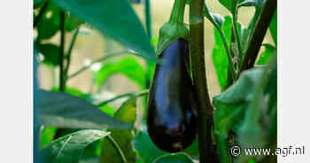 Nieuwe invoerheffingen van 15% in Qatar treffen tomaten, aubergines en courgettes