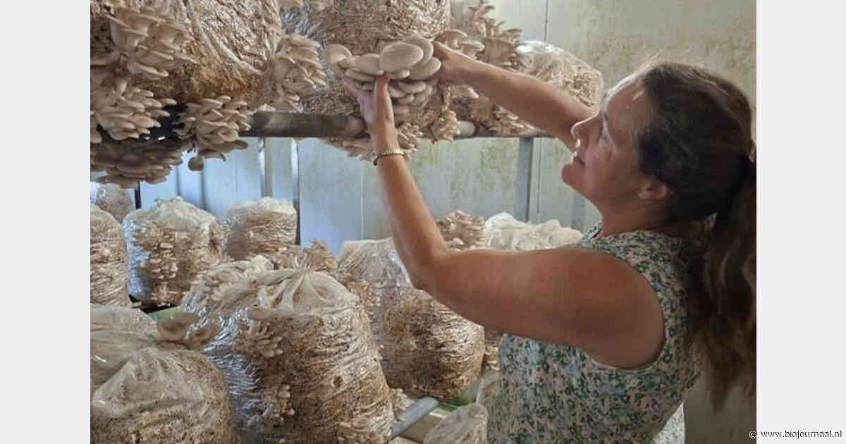 Biologische oesterzwammen van De Middelwaard groeien op eigen stro en hooi