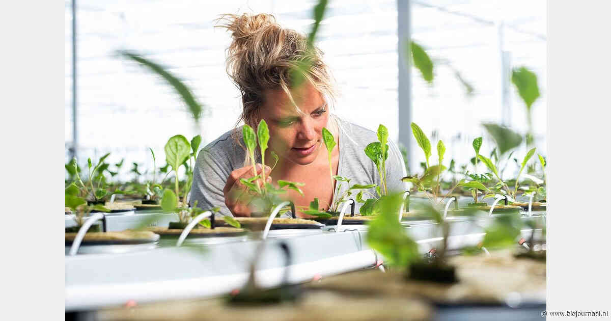 Discussie over betekenis van 'biologisch' bij substraatteelt