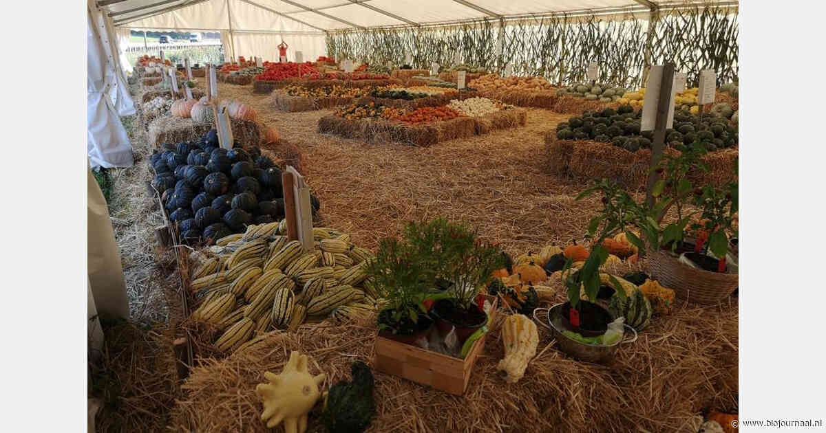 Zwitserse bio-pompoentelers gebruiken mulch en tussenteelt tegen hitte en droogte