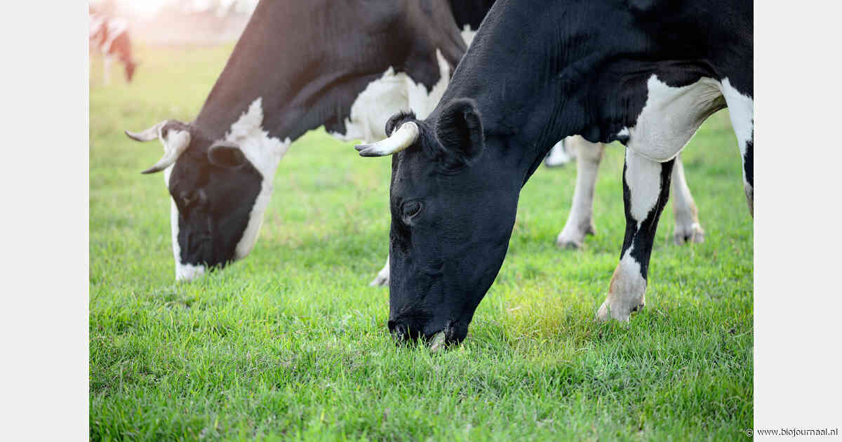 Meer gras in rantsoen leidt niet automatisch tot hogere uitstoot per kilo melk