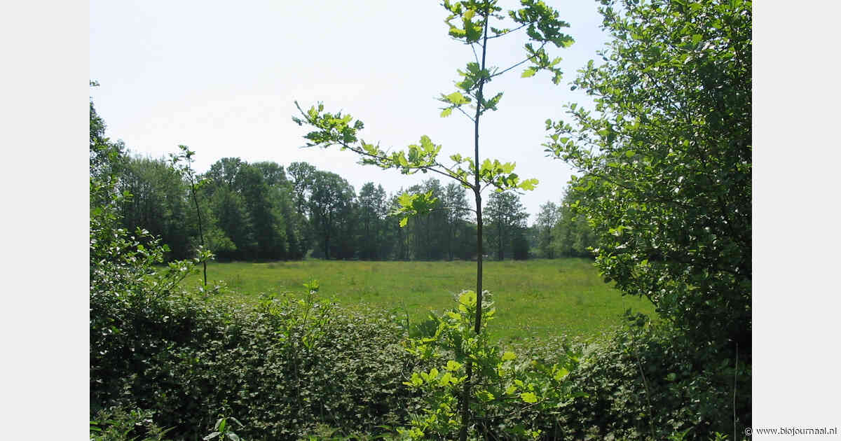 Staatsbosbeheer opent registratie voor natuurinclusieve pacht in Aaltense Goor