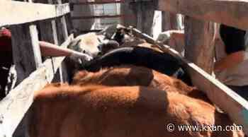 New screwworm case prompts heightened surveillance before cattle imports resume