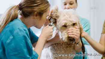 11 new UK vet rules come into force from Tuesday - including fees