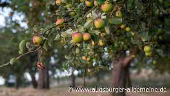 Unbekannte stehlen eine halbe Tonne Äpfel und Birnen von einer Streuobstwiese