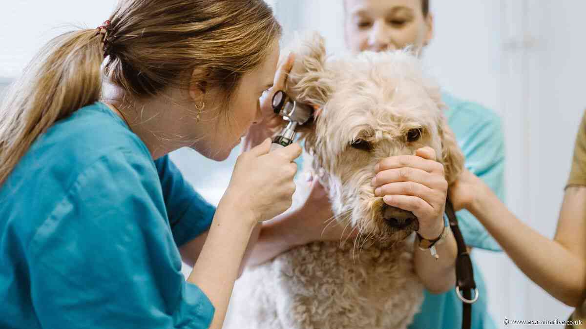 11 new UK vet rules come into force from Tuesday - including fees