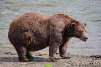 Fat Bear Week 2026 begins: What to know, how to vote