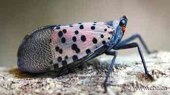 Winemakers group pushes spotted lanternfly public awareness after 1st Canadian detection