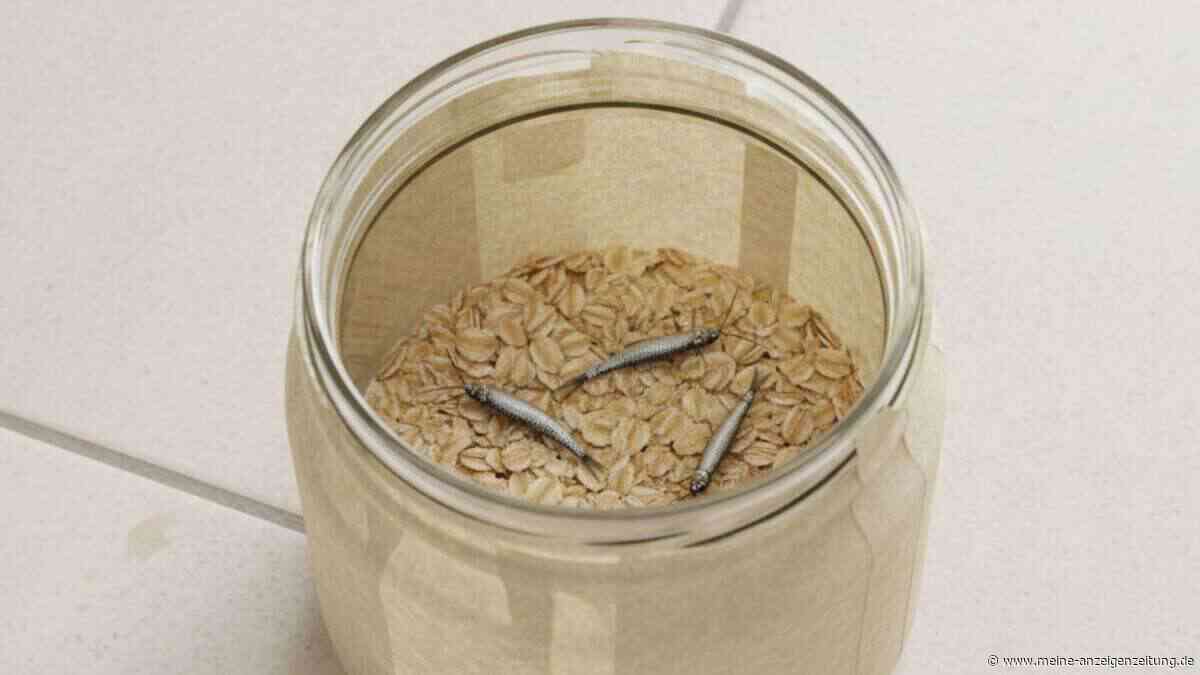Ein Marmeladenglas macht die Wohnung silberfischchenfrei