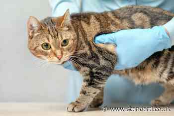 Pet owners to see clear pricing at vet practices by end of the year