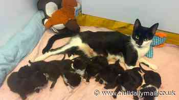 RSPCA appeal as Lottie the rescue cat gives birth to nine kittens