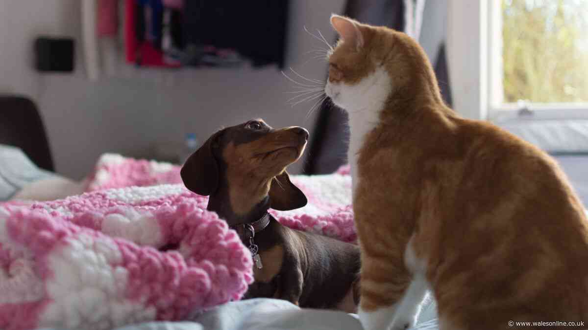 Dog and cat owners may need to act before November