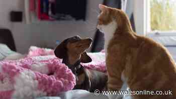 Dog and cat owners may need to act before November