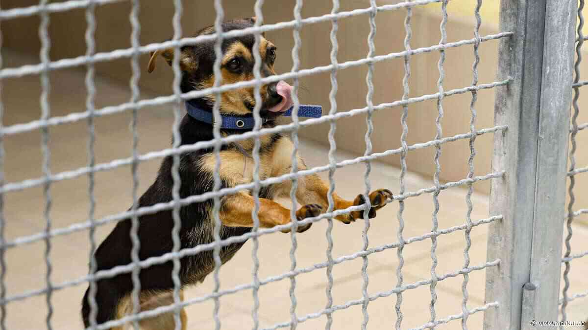 Tierauffangstation Überacker: Rückbau jetzt - sonst wird‘s teuer