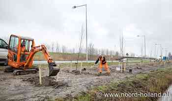Start vervangen bomen langs N242 bij Winkel en Nieuwe Niedorp
